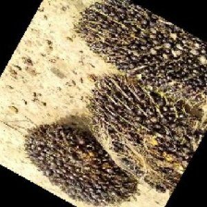 unripe_train (1427).jpg