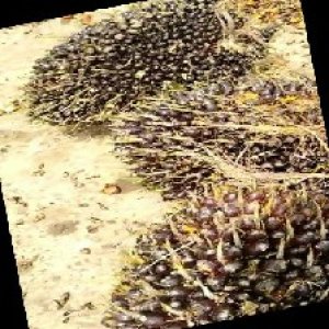 unripe_train (1431).jpg