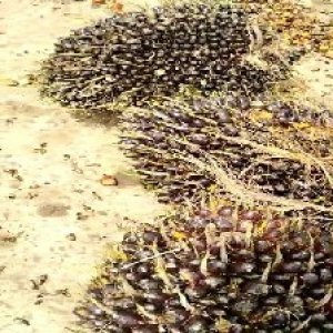 unripe_train (1432).jpg