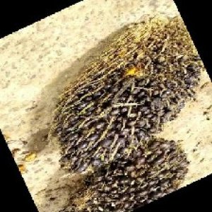 unripe_train (1433).jpg