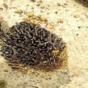 unripe_train (1436).jpg