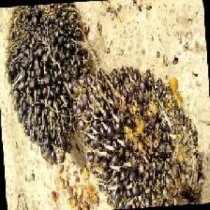 unripe_train (1438).jpg