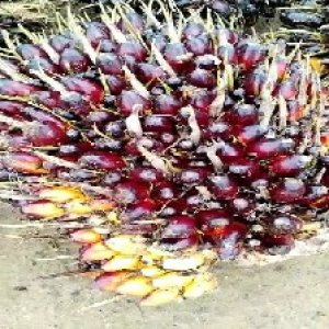 unripe_train (144).jpg