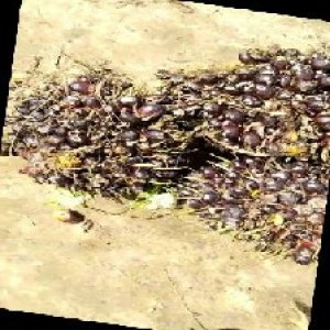 unripe_train (1440).jpg