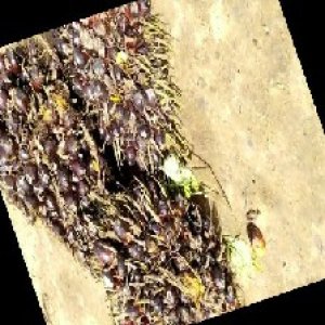 unripe_train (1441).jpg