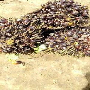 unripe_train (1442).jpg