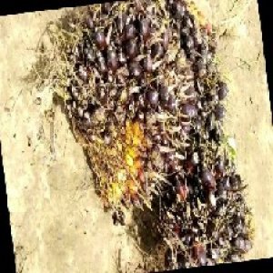 unripe_train (1446).jpg