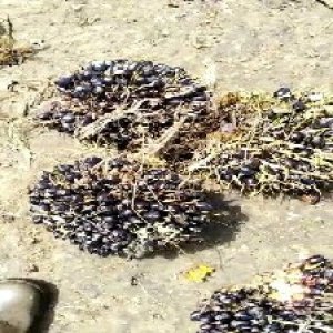 unripe_train (1448).jpg