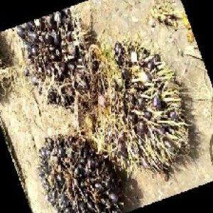 unripe_train (1453).jpg