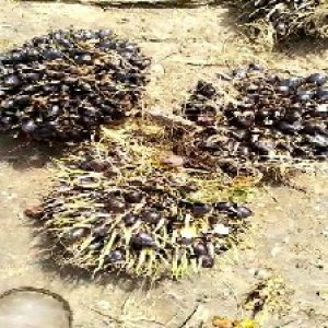 unripe_train (1454).jpg