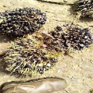 unripe_train (1456).jpg