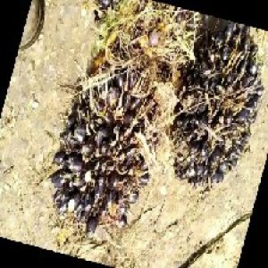 unripe_train (1457).jpg