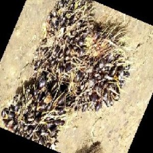 unripe_train (1461).jpg