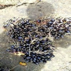 unripe_train (1466).jpg