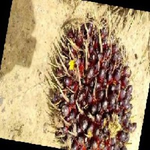 unripe_train (147).jpg