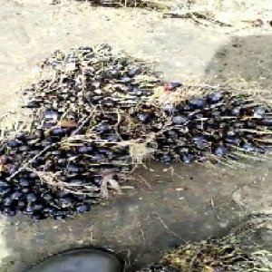 unripe_train (1470).jpg