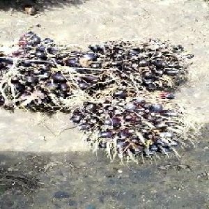 unripe_train (1474).jpg