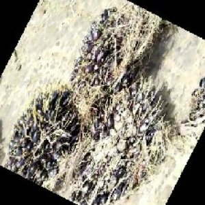 unripe_train (1477).jpg