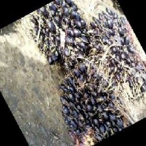 unripe_train (1483).jpg