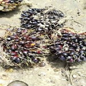 unripe_train (1490).jpg