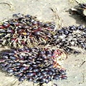 unripe_train (1494).jpg