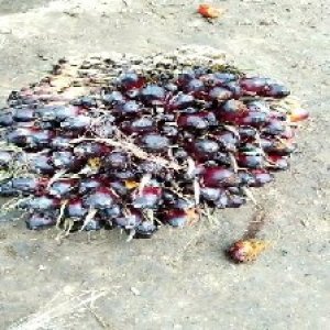 unripe_train (15).jpg