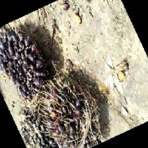 unripe_train (1501).jpg