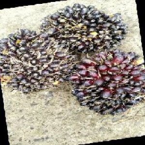 unripe_train (1503).jpg