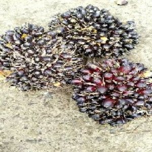 unripe_train (1504).jpg