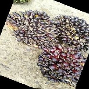 unripe_train (1506).jpg