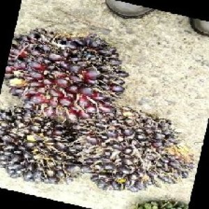 unripe_train (1508).jpg