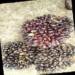 unripe_train (1510).jpg