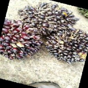 unripe_train (1511).jpg