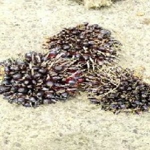 unripe_train (1517).jpg