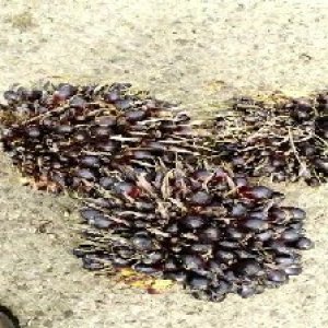 unripe_train (1520).jpg