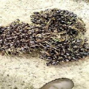 unripe_train (1527).jpg