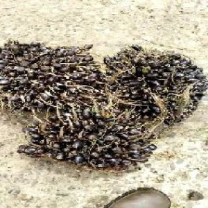 unripe_train (1531).jpg