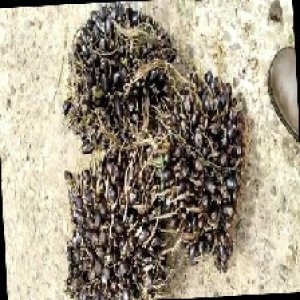 unripe_train (1532).jpg