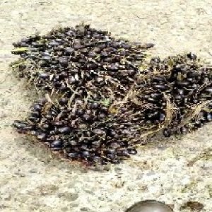 unripe_train (1533).jpg