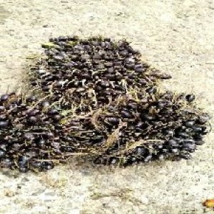 unripe_train (1535).jpg