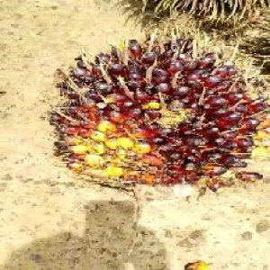 unripe_train (154).jpg