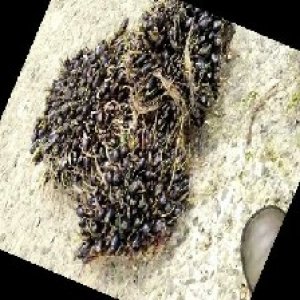 unripe_train (1540).jpg