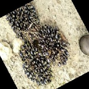 unripe_train (1542).jpg