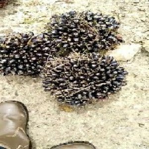 unripe_train (1543).jpg