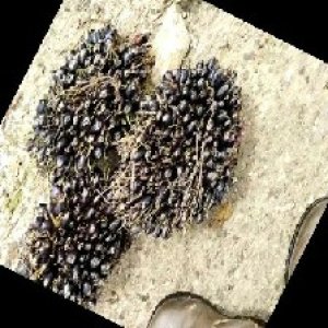 unripe_train (1544).jpg