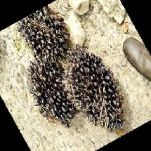 unripe_train (1546).jpg