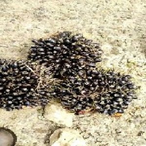 unripe_train (1547).jpg