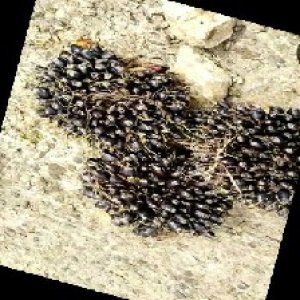 unripe_train (1548).jpg