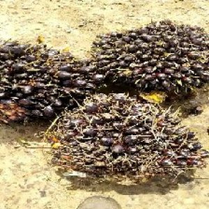 unripe_train (1549).jpg