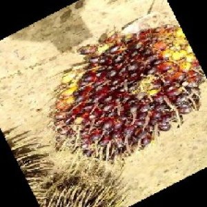 unripe_train (155).jpg